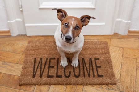 Curious dog sitting on welcome door mat