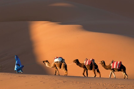 Camels walking in desert sand dunes