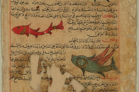 Fish from medieval scientific manuscript