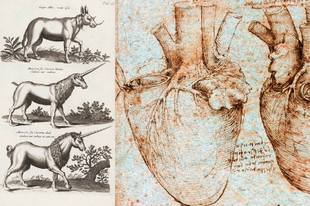 Sketches of unicorns and human heart