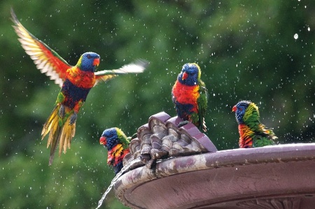 Birds bathing in fountain