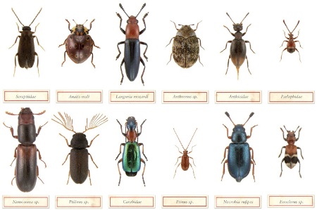Pest Identification: Uk Household Pest Identification